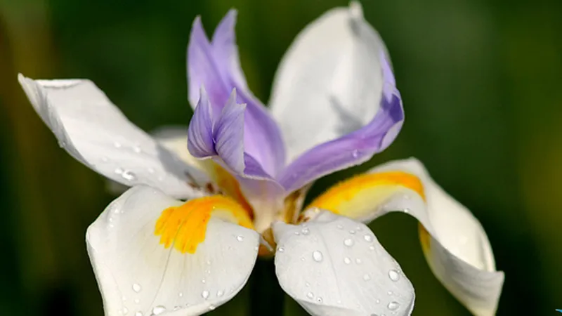 Diên Vĩ trắng tinh khôi, tượng trưng cho sự thuần khiết