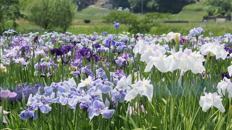 Diên Vĩ mang ý nghĩa cầu vồng trong văn hóa Hy Lạp