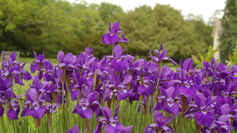 Cây hoa Diên Vĩ được trồng trang trí trong vườn nhà