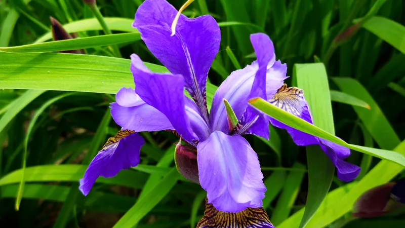 Cận cảnh bông hoa Diên Vĩ màu tím