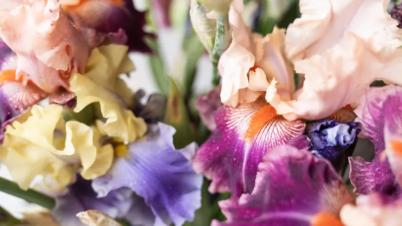 Nhiều sắc màu rực rỡ của hoa Diên Vĩ