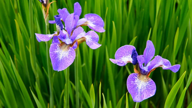 Nơi mua củ giống và cây non hoa Diên Vĩ