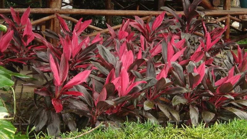 Cây Huyết Dụ thường được trồng ngoài trời, tuy vậy loại cây này vẫn thích nghi được khi trồng ở nơi có điều kiện ánh sáng trung bình như ở trong nhà