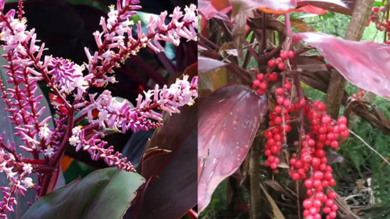 Hoa và quả của cây Huyết Dụ