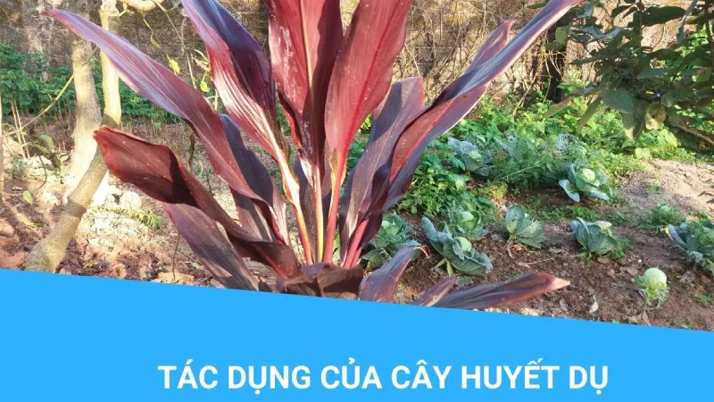 Trong y học, tác dụng của cây Huyết Dụ được ứng dụng trong cả Đông y và Tây y