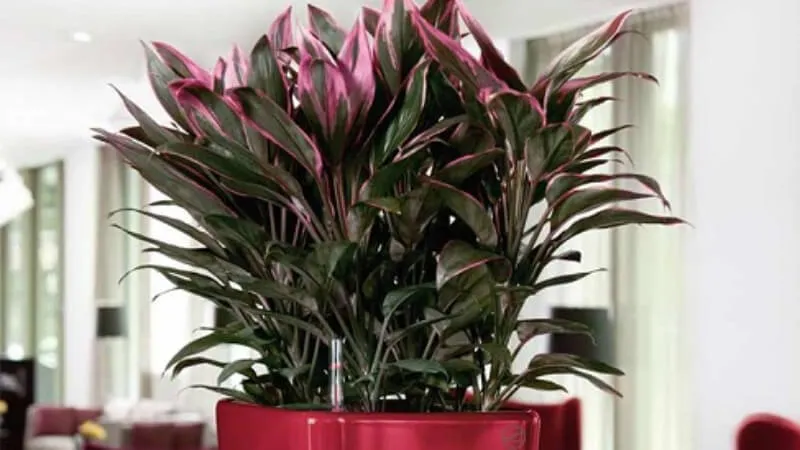 Cây Huyết Dụ thường trồng trong chậu cảnh làm cây nội thất