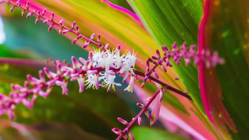 Hoa Huyết Dụ mọc thành từng cụm ở ngọn, dài khoảng 30 – 40cm