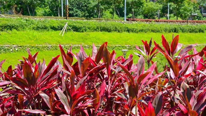 Huyết Dụ là cây khá dễ trồng