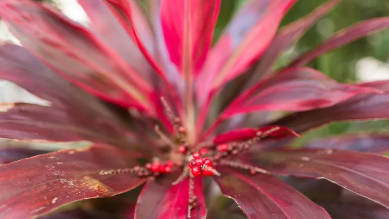 Huyết Dụ mang đến cho người ta niềm tin về sự may mắn trong phong thủy