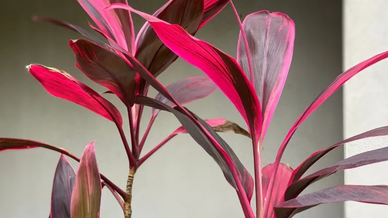 Cây Huyết Dụ còn được trồng để xua đuổi tà ma