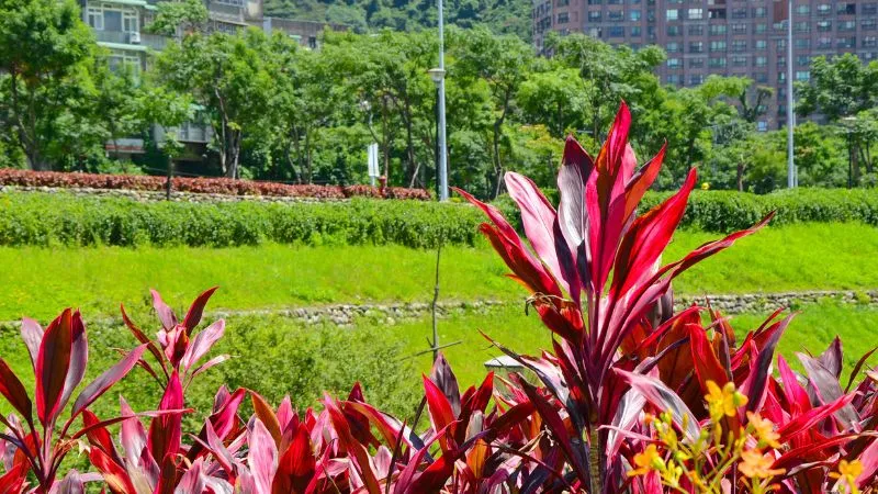 Cây Huyết Dụ có nguồn gốc từ vùng nhiệt đới, thường được trồng ngoài trời