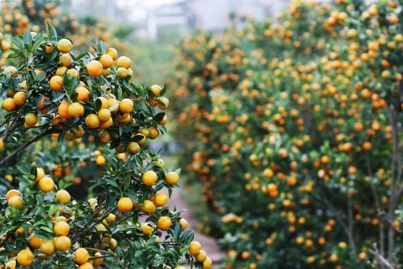 Một cây tắc cảnh sum suê, quả chín vàng cam rực rỡ tượng trưng cho sự sung túc