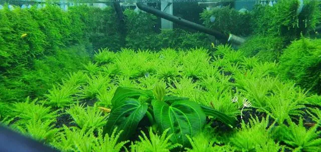 Ý nghĩa của cây sao nhỏ trong việc cải thiện chất lượng nước