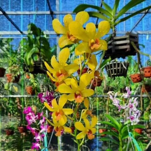 Ý Nghĩa Phong Thủy Của Hoa Phong Lan