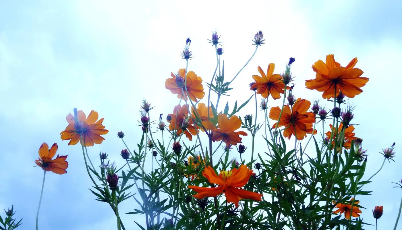 Hoa sao nhÃ¡i cÃ³ Ã½ nghÄ©a gÃ¬?