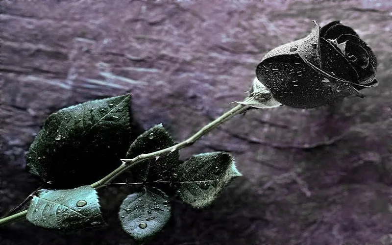 Hoa hồng đen Halfeti bí ẩn, mô tả sự tích nguồn gốc hoa