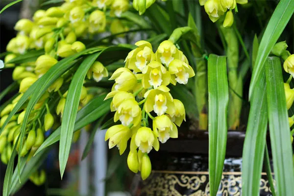 Kỹ thuật chăm sóc địa lan Santo để hoa nở đúng thời điểm