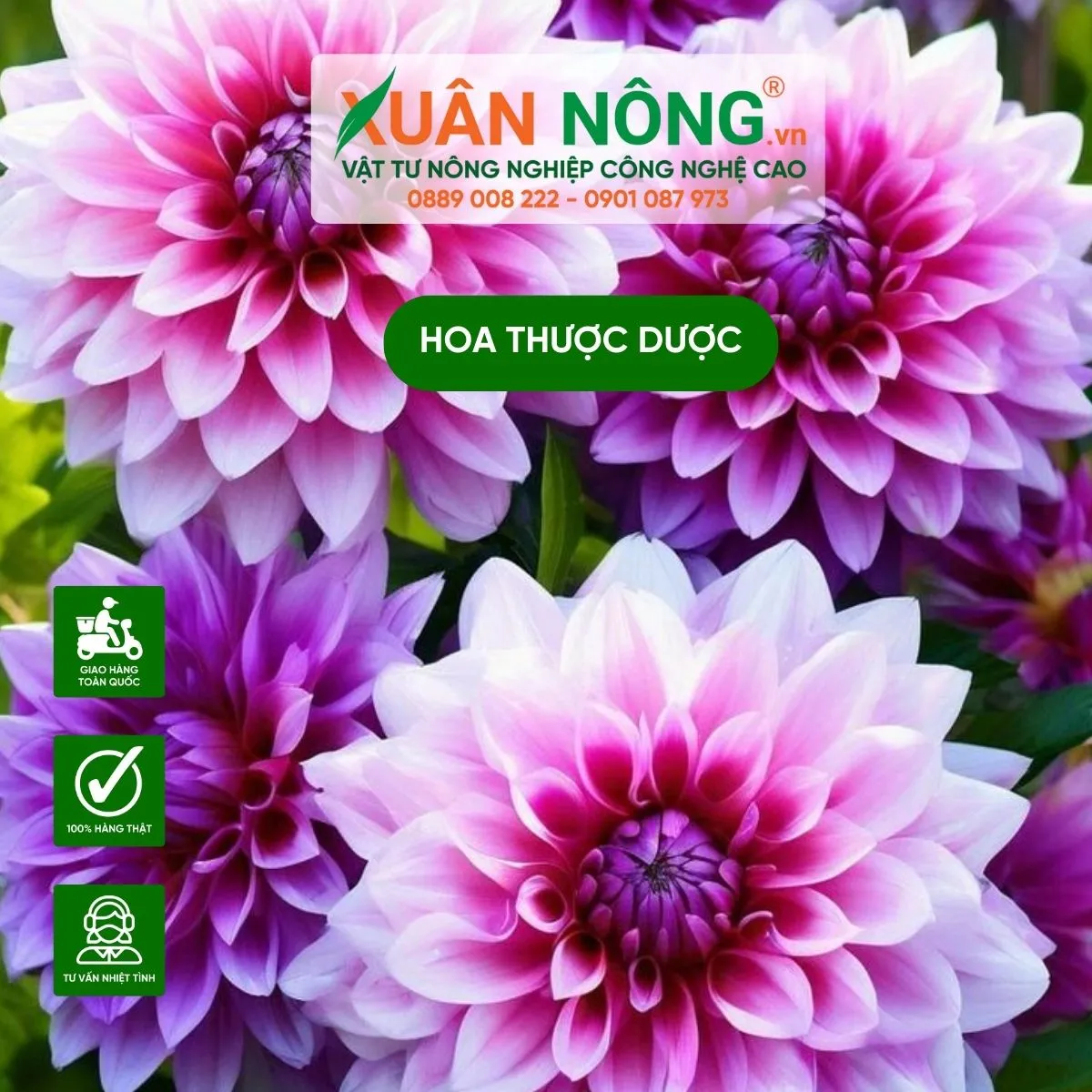 Ý nghĩa sâu sắc của hoa thược dược trong văn hóa và đời sống