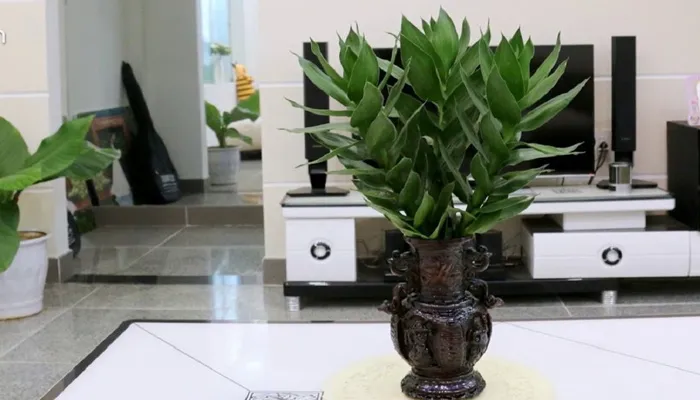 Bố cục cây phát tài búp sen theo số lượng trong phong thủy