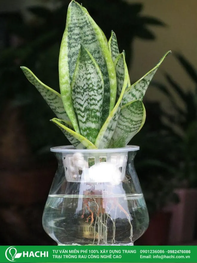 ý nghĩa phong thủy của cây lưỡi hổ thủy canh