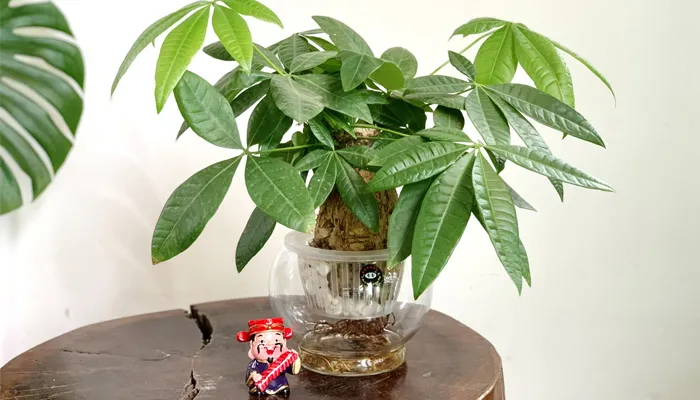 Cây Kim Ngân mang ý nghĩa phong thủy rất tốt đẹp, thu hút tài lộc và may mắn