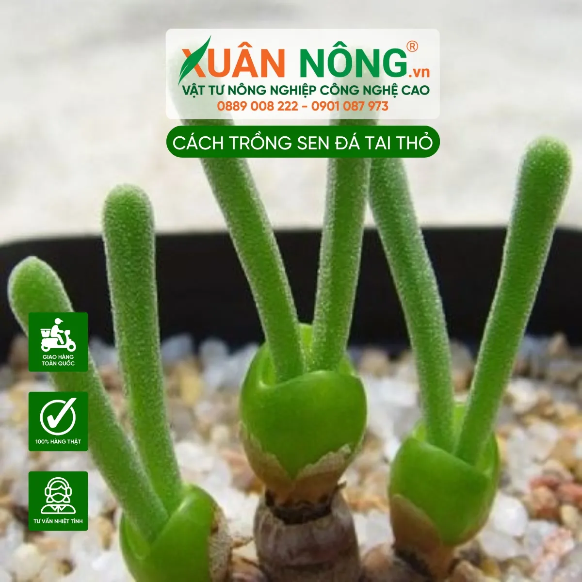 Ý nghĩa Sen Đá Tai Thỏ