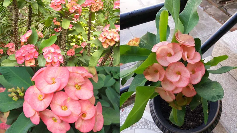 Xương rồng Bát Tiên với màu hoa rực rỡ có thể mang đến may mắn và tài lộc cho gia chủ