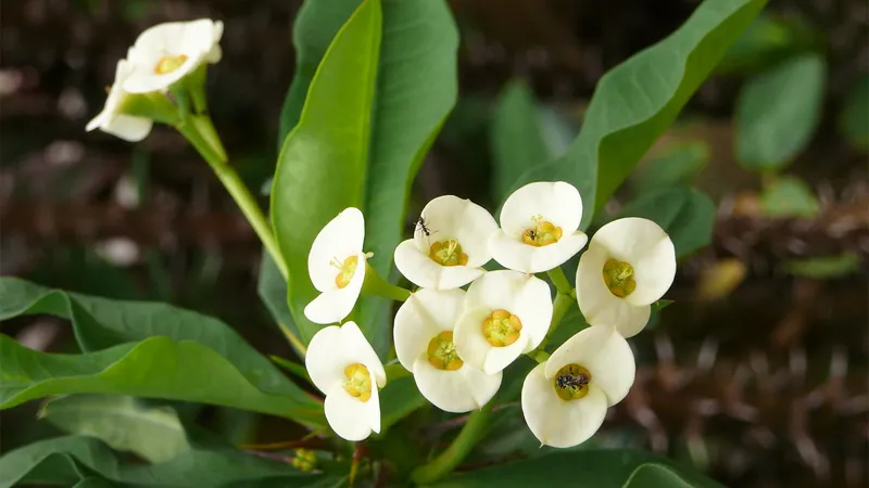 Xương rồng Bát Tiên có nhiều công dụng trong lĩnh vực y học cổ truyền và dân gian