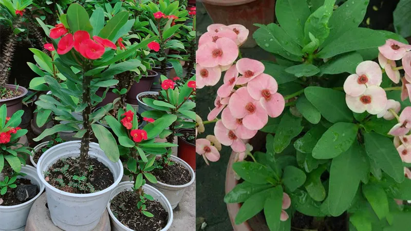 Bạn nên đặt loài cây này ở ngoài sân hoặc ban công để hóa giải sát khí