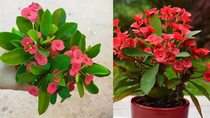 Xương rồng Bát Tiên không đòi hỏi quá nhiều công chăm sóc nếu áp dụng đúng kỹ thuật trồng