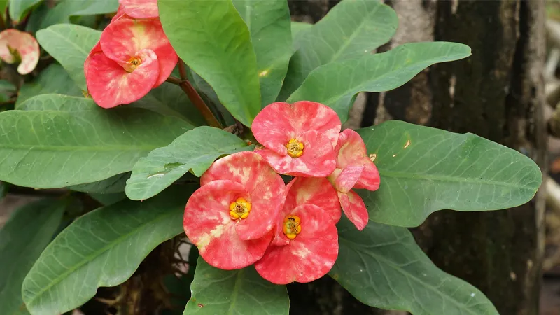 Xương rồng Bát Tiên có khả năng chịu nóng và ánh sáng trực tiếp tốt