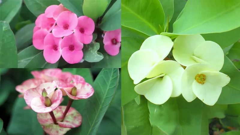 Bạn có thể đặt mua Xương rồng Bát Tiên trên các trang thương mại điện tử