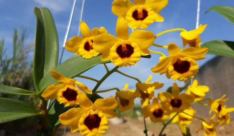 Lan Sơn Thủy Tiên nở hoa vàng rực rỡ, chi tiết cách trồng lan sơn thủy tiên