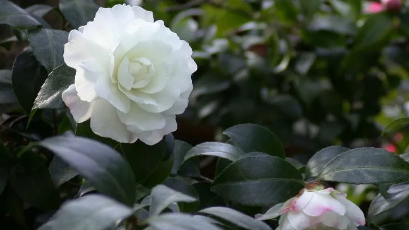 Đặc điểm của hoa trà my với lá xanh bóng và thân gỗ chắc khỏe