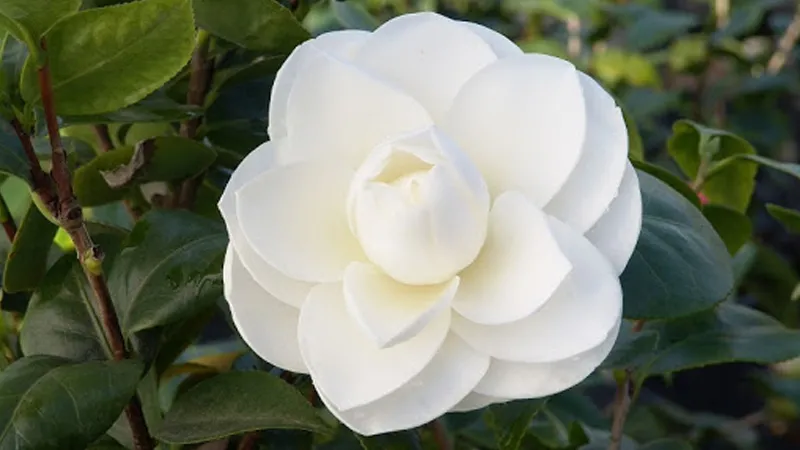 Hoa trà my trắng tinh khôi, tượng trưng cho sự thuần khiết