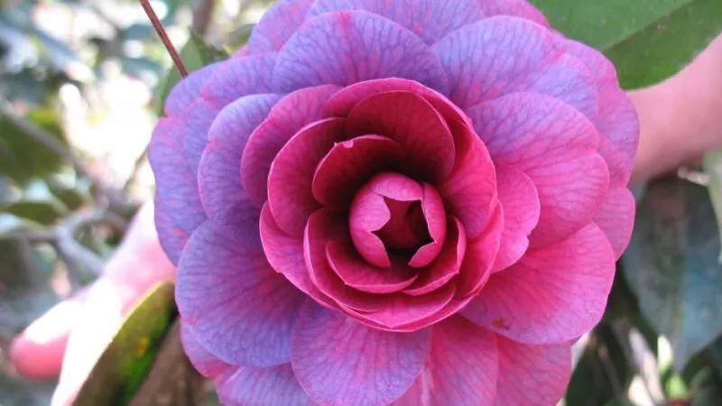 Hoa trà my tím, thể hiện sự sang trọng và thủy chung