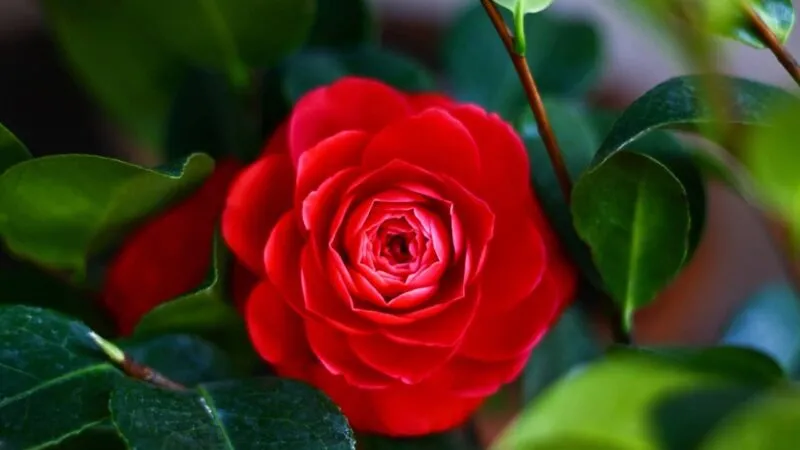 Hoa trà my đỏ rực rỡ, mang lại ý nghĩa về tài lộc và may mắn