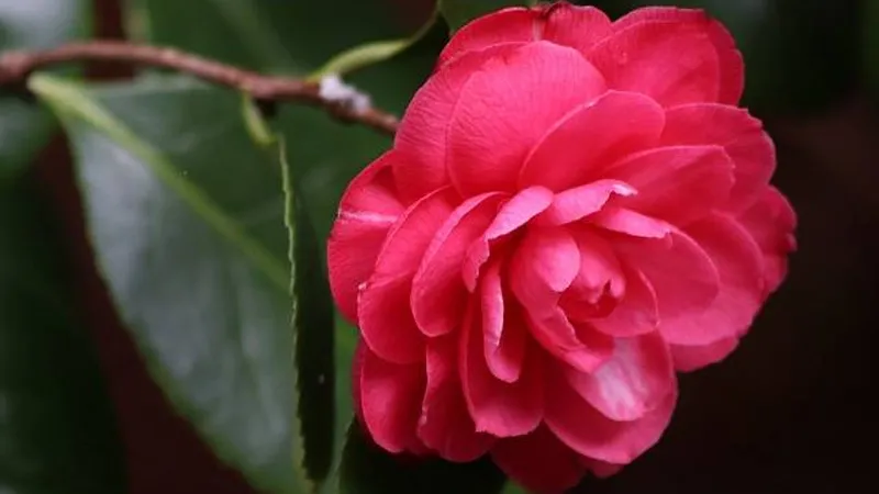 Hình ảnh minh họa cho các công dụng của hoa trà my trong đời sống và y học