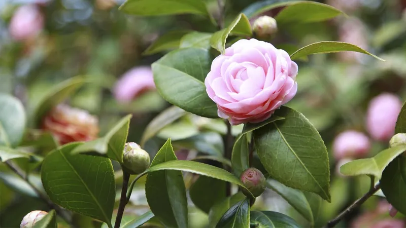 Cách trồng và chăm sóc hoa trà my được trình bày qua hình ảnh