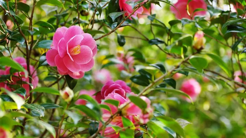 Hoa trà my nở rộ, khoe sắc trong không gian xanh