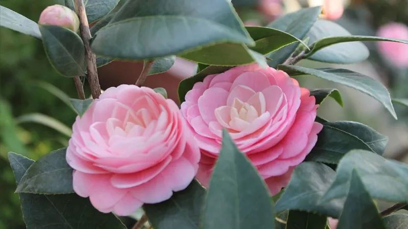 Vẻ đẹp dịu dàng của hoa trà my, một trong những thành quả của cách trồng trà my chuyên nghiệp