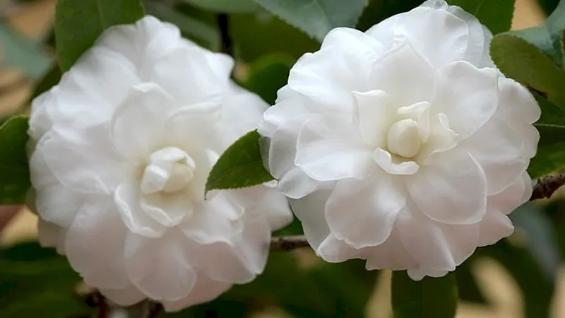 Vẻ đẹp thuần khiết của hoa trà my với các cánh hoa xếp lớp