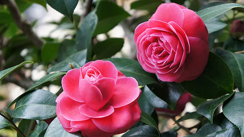 Hoa trà my khoe sắc hồng, chứng minh cho kỹ thuật trồng trà my thành công