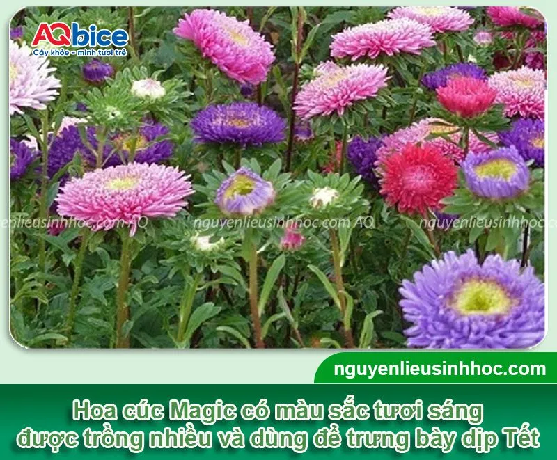 Ý nghĩa thẩm mỹ của hoa cúc Magic trang trí ngày Tết