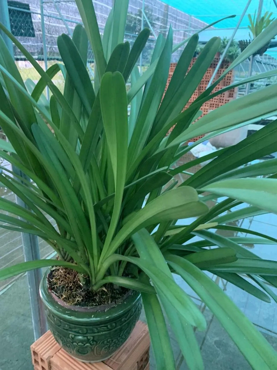 Khóm lan Kiếm vàng Phan Trí với thân giả hành và lá xanh cứng cáp