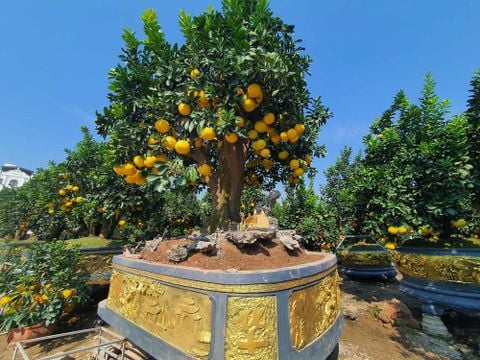 Cách Trồng Nhân Sâm Trong Chậu Đạt Hiệu Quả Và Chuyên Sâu Cách Trồng Nhân Sâm Trong Chậu Đạt Hiệu Quả Và Chuyên Sâu