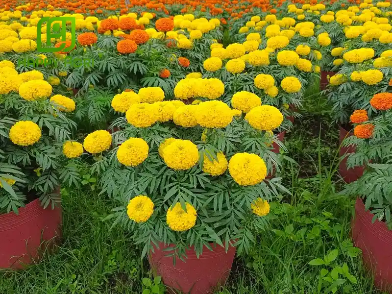 Cách Trồng Vạn Thọ Pháp Lùn Đạt Năng Suất Cao Cho Tết Nguyên Đán