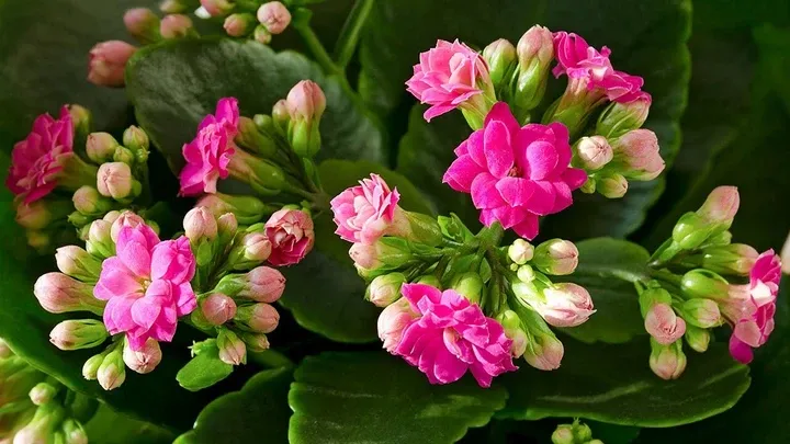 Trồng cây Sống Đời mang lại niềm vui vì vừa có hoa đẹp chơi Tết lại vừa truyền tải những ý nghĩa phong thủy tốt lành cho gia đình.