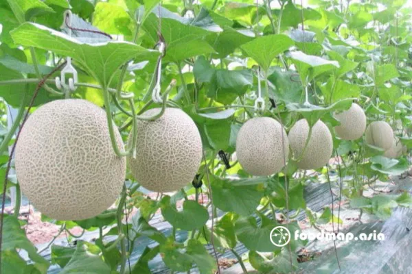 Sử dụng dây sợi trồng dưa lưới cao cấp để cố định và nâng đỡ trái