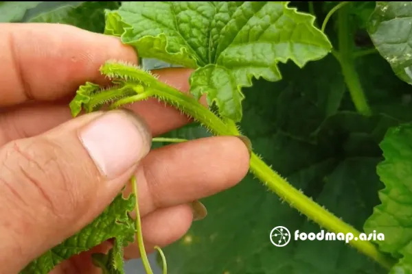 Cây dưa lưới đang được tỉa lá và bấm ngọn để tập trung nuôi trái